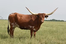 GF DONA PATRICIA