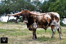 BRAZOS TAURUS 22/24