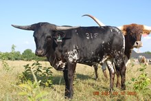 3P TEXAS LEGACY