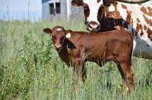 ALLENS DIXIE CHICK X JBR HIGH VOLTAGE TAG 600
