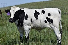 LB GRACIE X TOMBSTONE 201 TAG 2601