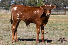 ROTC BULL CALF 2025