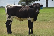 BOR Texana Crockett