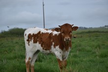 THCC Rural Princess