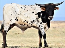 GRAND MAN LV