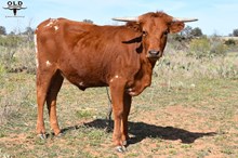 PD PURE PRAIRIE