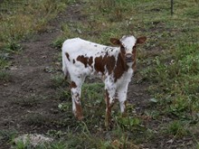 WS Geronimo x SDR Rios Dotty 2 Bull