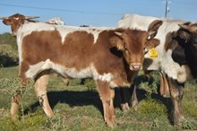 CBF Cajun Jack