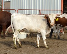 701 Bull