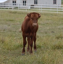 833 bull