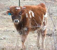 Tuffy - Steer