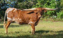 Jaynie’s Ginger Snap TK