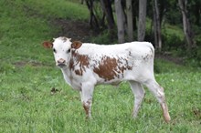 45 Maxine bull
