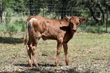 REG PENDING CWR FANCY PANTS HEIFER