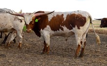 BULL 625