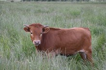 THCC Rural Cinnamon