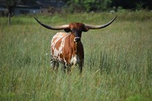 11R TEXAS ROCKETTE