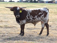 733 Bull