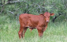 DH Pharlaps Star x KDK Thor bull