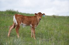 M2 Coco x  Bandolero 725