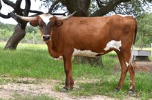 KSHR CHEX AUGUST BEAUTY
