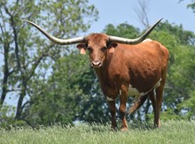 ALLENS PRECOCIOUS GAL 229