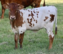 TLS PEACH BELLINI