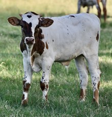 SLL JOHNNY RINGO X RIVERFORKS JAZZY CAT BULL CALF