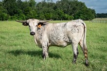 CK I Bee Shy x KDK Thor heifer