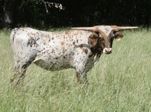 KDK WILD DARLA 545