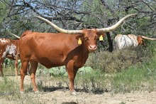 TEXANA TINSEL