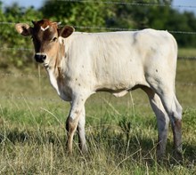SLL JOHNNY RINGO X RUNNING REXIE