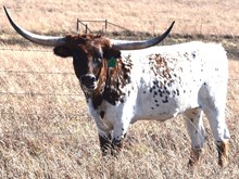 GLR 20 TUFF ROYALTY GAL