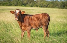 LAR Expresso Latte 5112 x KDK Thor bull