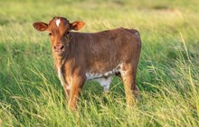 RC Brews Million x KDK Thor bull