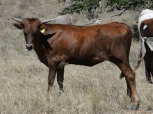 KDK PEG'S DINAH