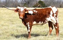 CV Carmelita