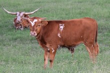 Unnamed Steer 708