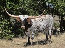 KDK BLUEBONNET