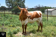 SEL COWGIRL'S REB