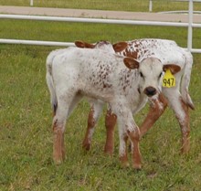 Bull 947