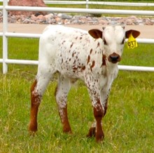Bull 937