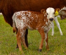 932 Heifer
