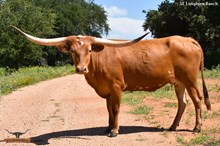 SEL ALORA RED BEAUTY