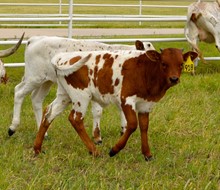 918 Heifer