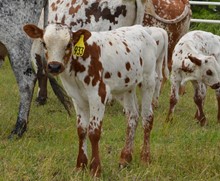 Bull 933