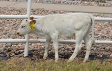 Heifer 920