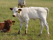 Heifer 922
