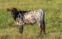 BL Lexi x KDK Thor bull