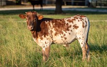 Misty Rio x KDK Thor bull